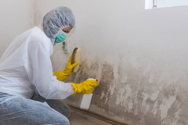 Best Commercial Mold Removal  in Edina, MN