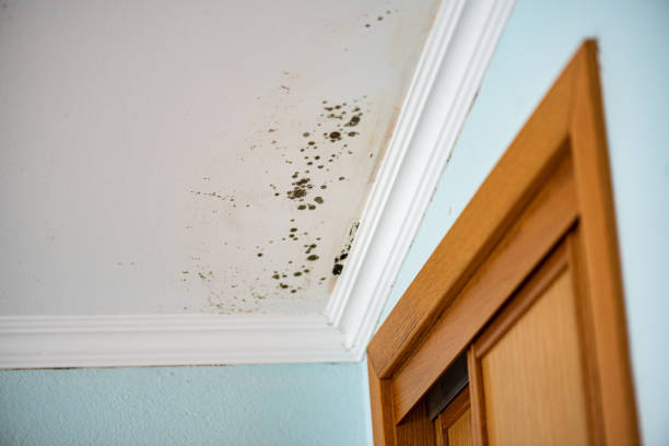 Best Professional Mold Removal  in Edina, MN