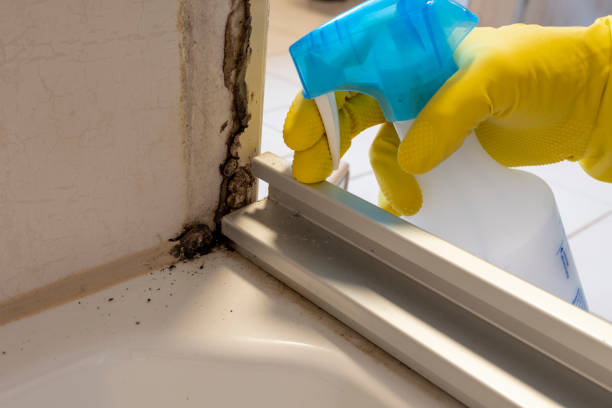 Best Emergency Mold Removal  in Edina, MN