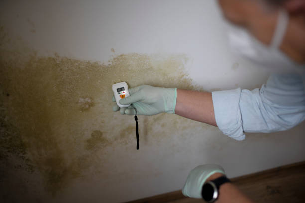 Best Fast Mold Removal  in Edina, MN