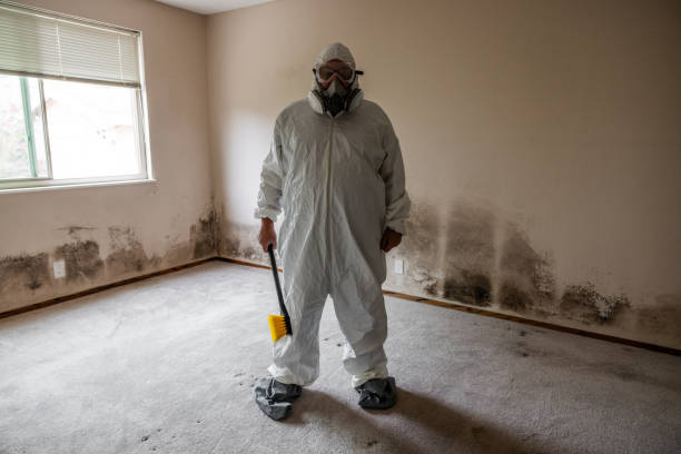 Best Mold Damage Repair  in Edina, MN