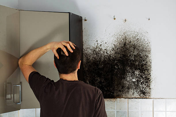 Best Same-Day Mold Removal  in Edina, MN