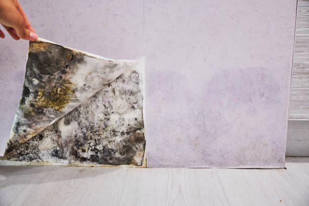 Best Mold Removal Company Near Me  in Edina, MN